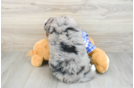 Fluffy Mini Bernedoodle Poodle Mix Pup