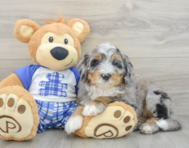 7 week old Mini Bernedoodle Puppy For Sale - Premier Pups