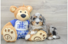 Mini Bernedoodle Puppy for Adoption