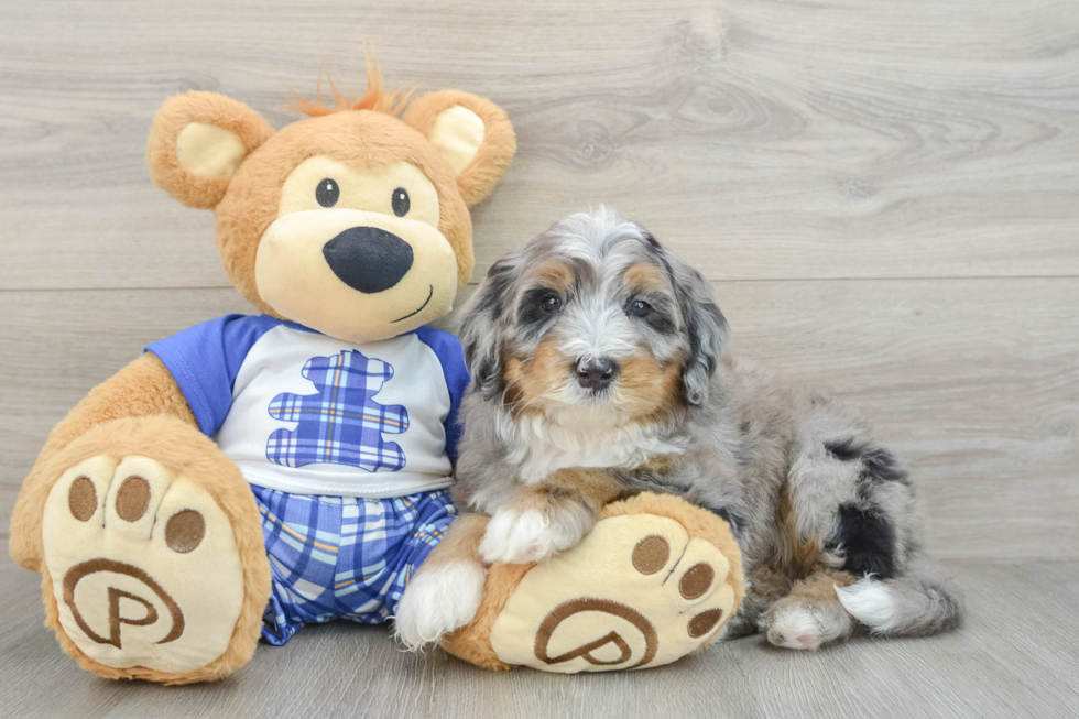 Mini Bernedoodle Puppy for Adoption