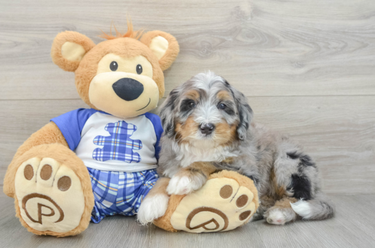 Mini Bernedoodle Puppy for Adoption