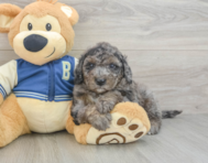 7 week old Mini Bernedoodle Puppy For Sale - Premier Pups