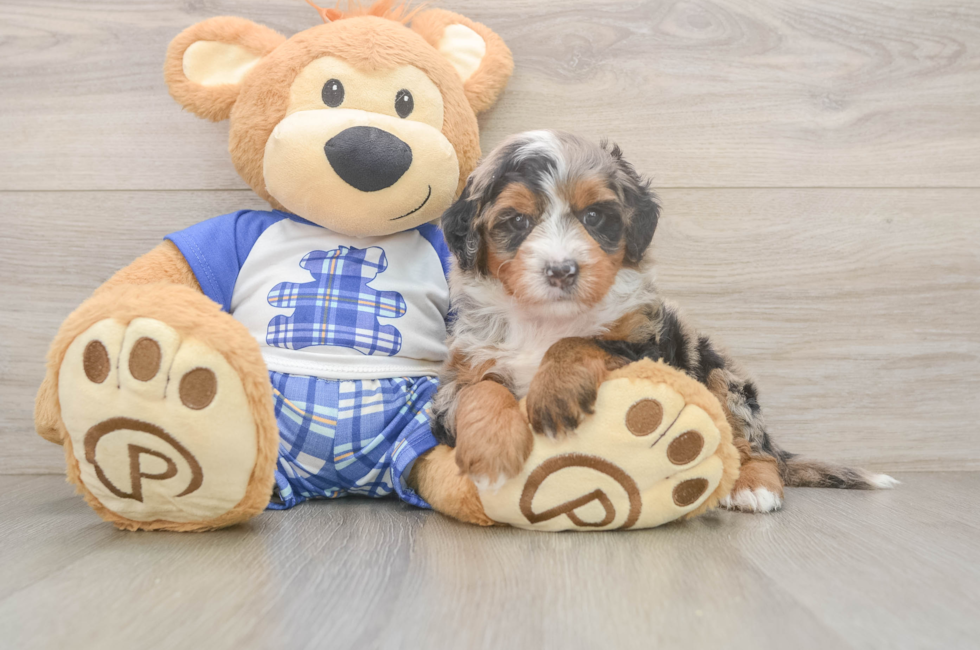 5 week old Mini Bernedoodle Puppy For Sale - Premier Pups