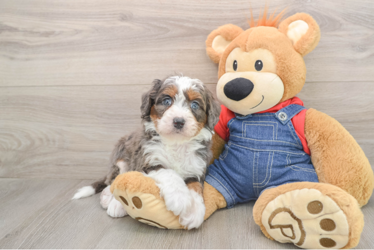 Mini Bernedoodle Puppy for Adoption