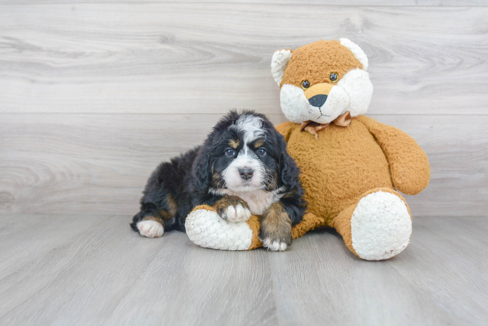 Best Mini Bernedoodle Baby