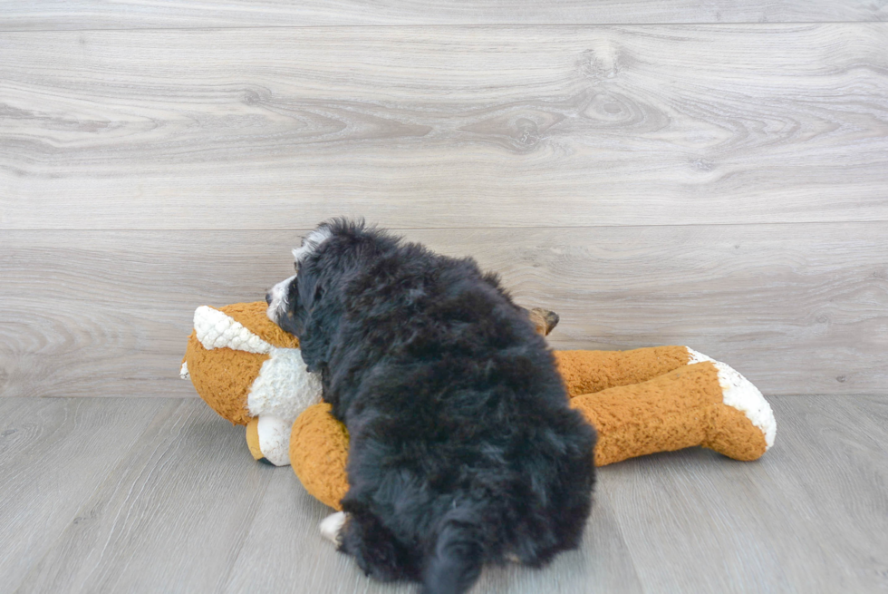 Friendly Mini Bernedoodle Baby