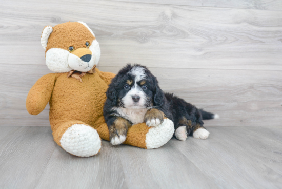 Friendly Mini Bernedoodle Baby