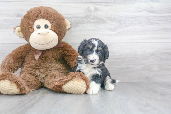 Best Mini Bernedoodle Baby