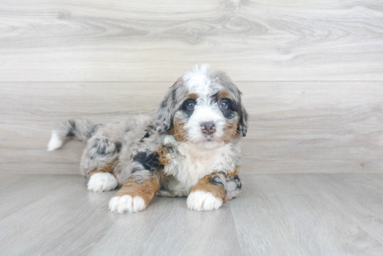 Popular Mini Bernedoodle Poodle Mix Pup