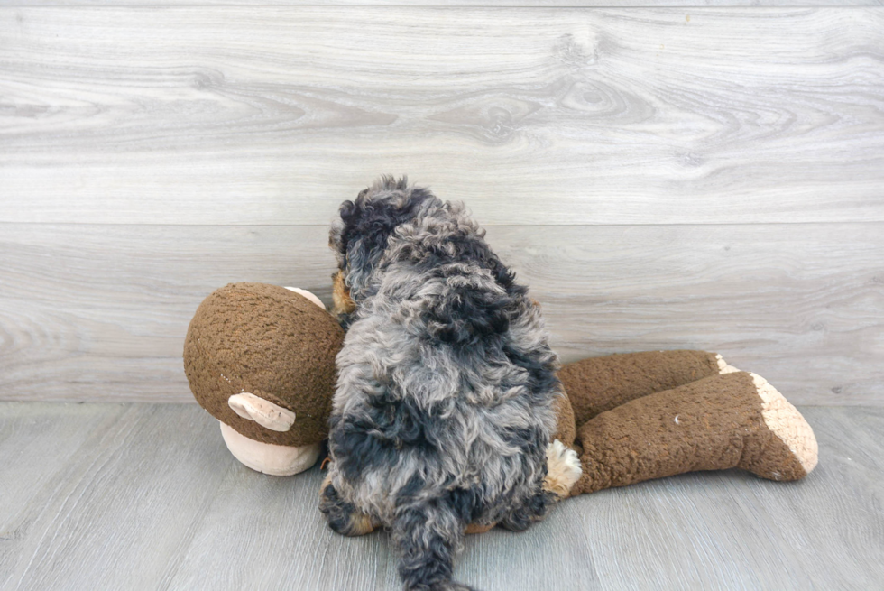 Happy Mini Bernedoodle Baby