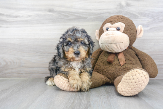 Best Mini Bernedoodle Baby