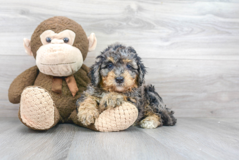 Happy Mini Bernedoodle Baby