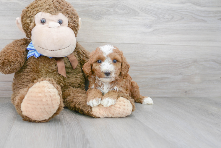 Little Bernadoodle Poodle Mix Puppy