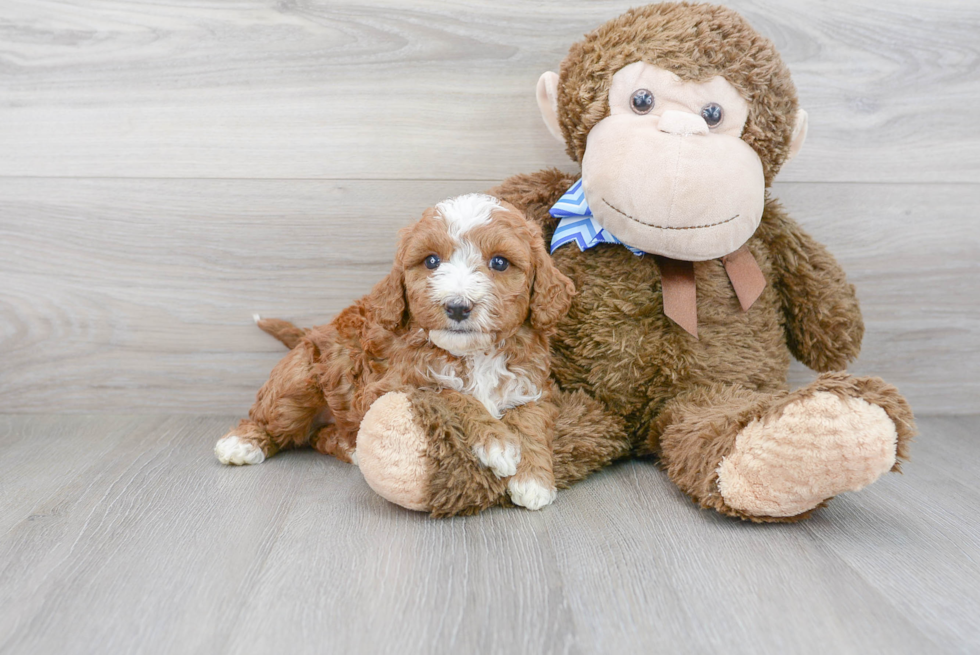 Playful Bernadoodle Poodle Mix Puppy