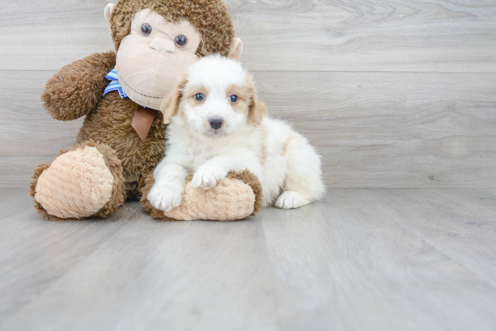 Mini Bernedoodle Puppy for Adoption