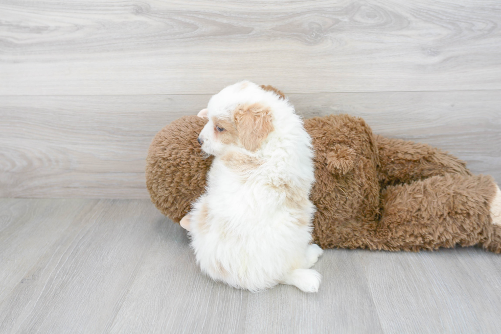 Best Mini Bernedoodle Baby