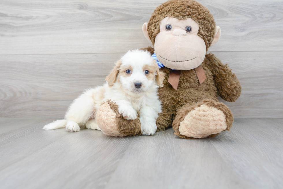 Smart Mini Bernedoodle Poodle Mix Pup