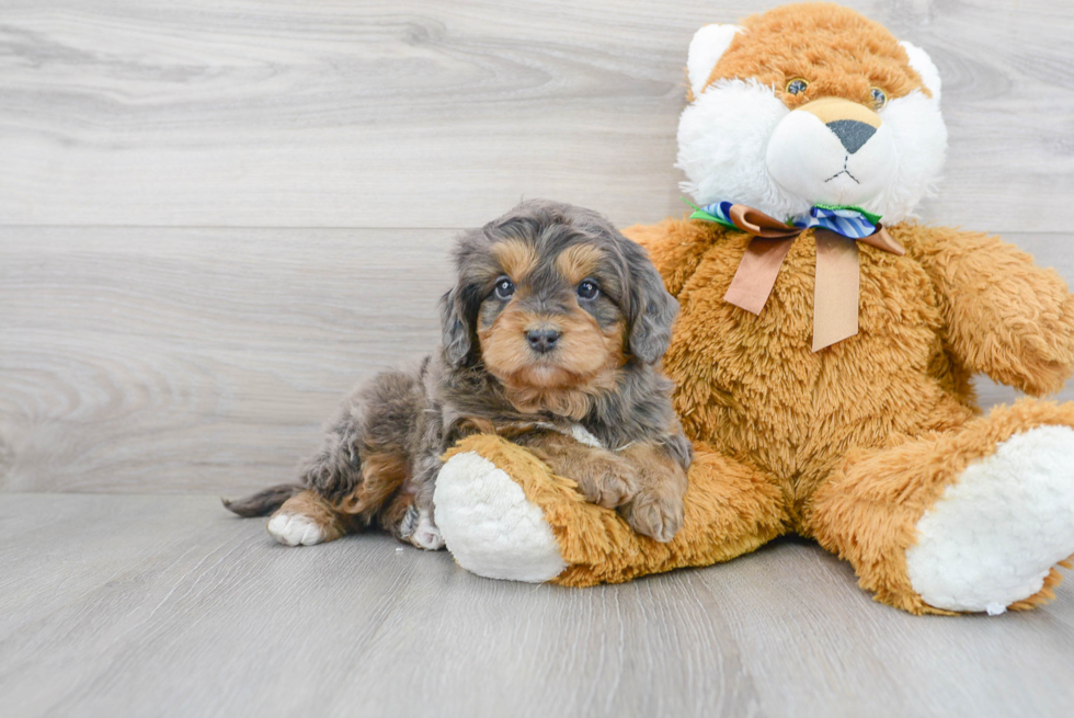 Mini Bernedoodle Puppy for Adoption