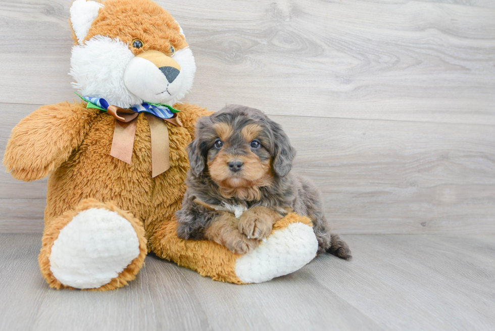 Mini Bernedoodle Pup Being Cute