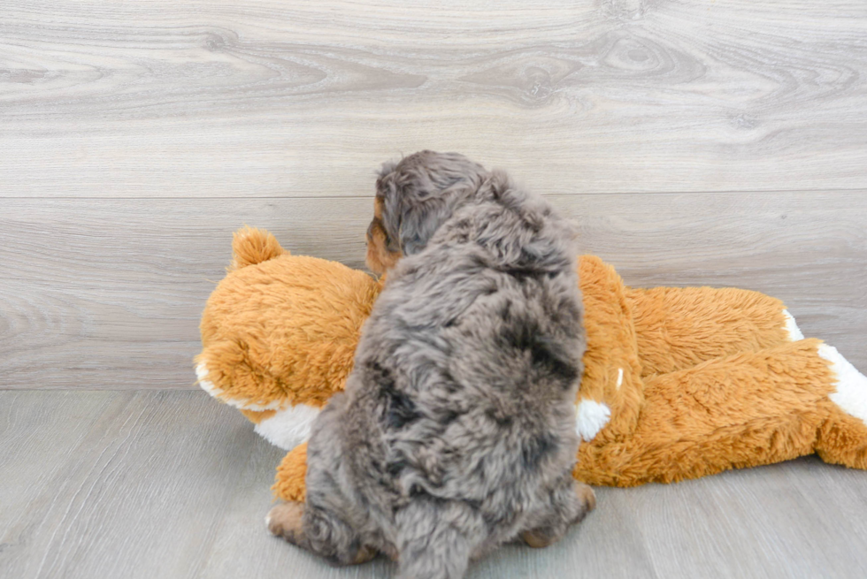 Best Mini Bernedoodle Baby