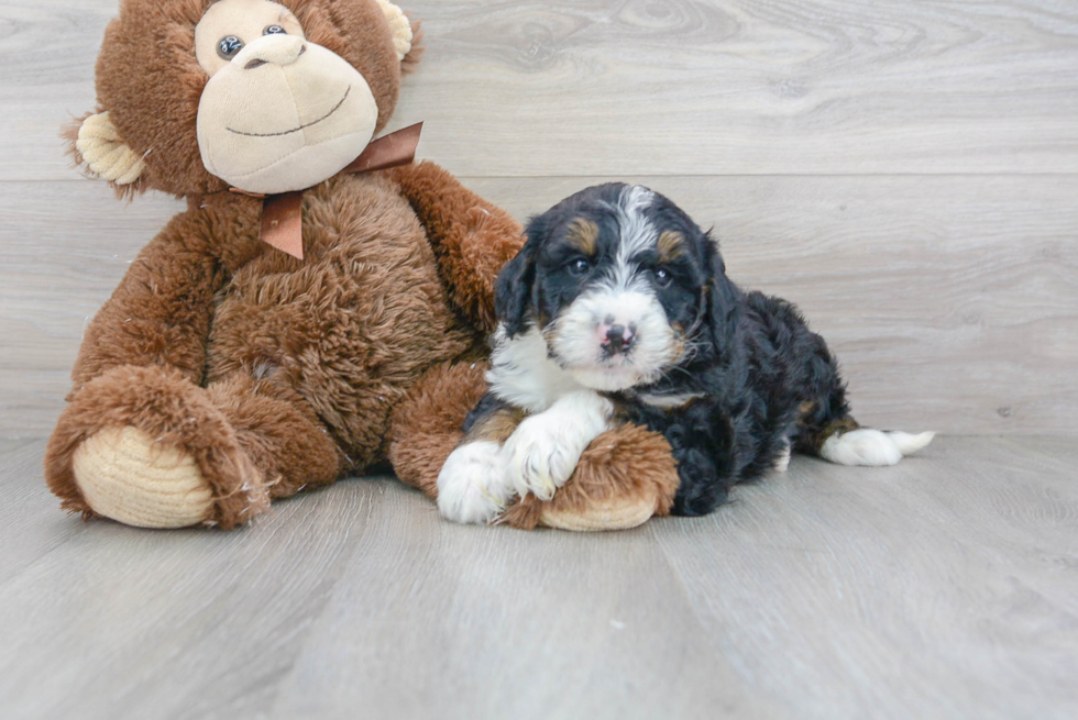 Mini Bernedoodle Puppy for Adoption