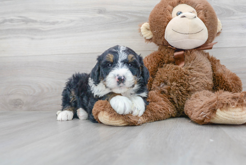 Hypoallergenic Mini Berniedoodle Poodle Mix Puppy