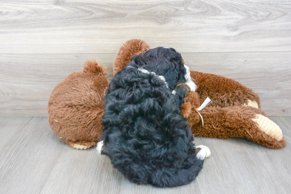 Fluffy Mini Bernedoodle Poodle Mix Pup