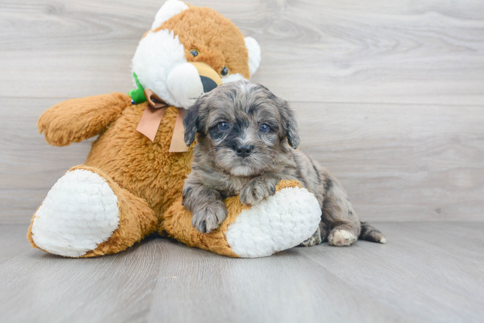 Cute Mini Bernedoodle Poodle Mix Pup
