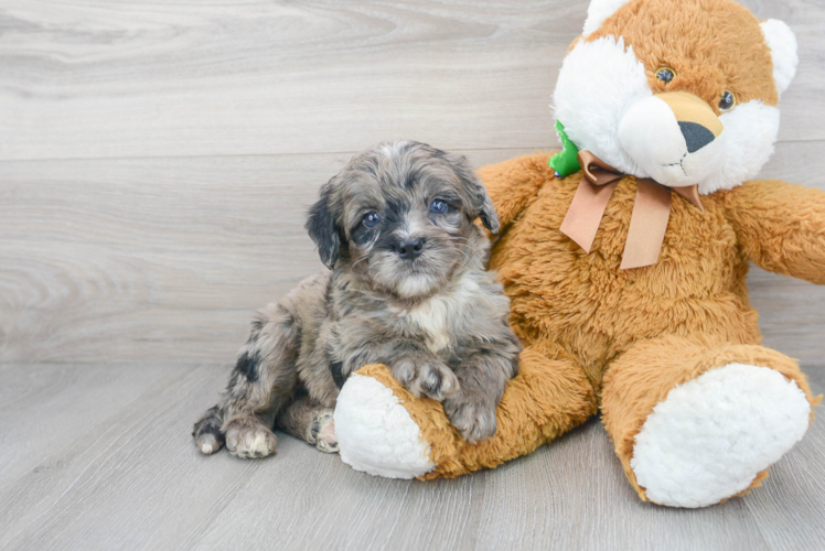 Best Mini Bernedoodle Baby