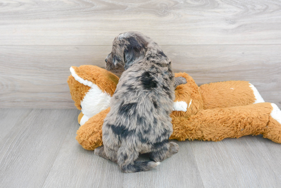 Mini Bernedoodle Puppy for Adoption