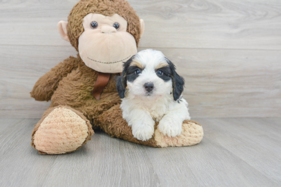 Hypoallergenic Mini Berniedoodle Poodle Mix Puppy