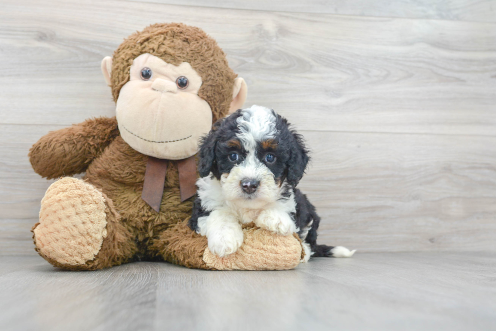 Friendly Mini Bernedoodle Baby