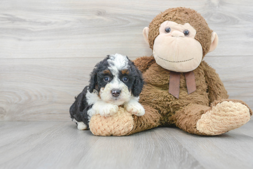 Best Mini Bernedoodle Baby