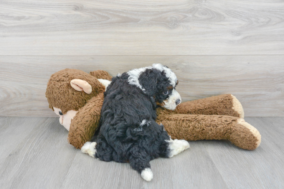 Friendly Mini Bernedoodle Baby