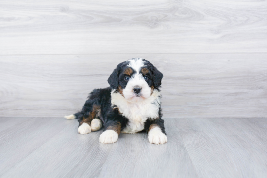 Best Mini Bernedoodle Baby