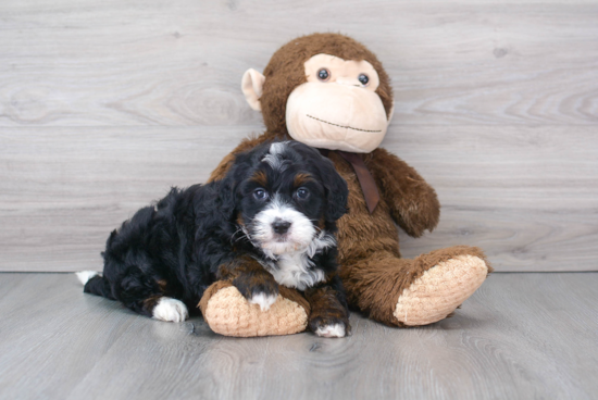 Best Mini Bernedoodle Baby