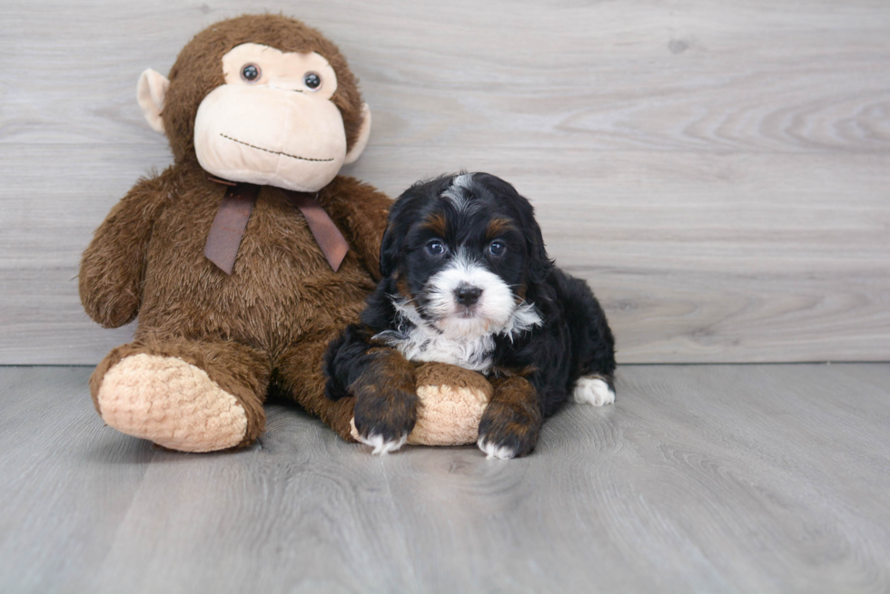 Funny Mini Bernedoodle Poodle Mix Pup