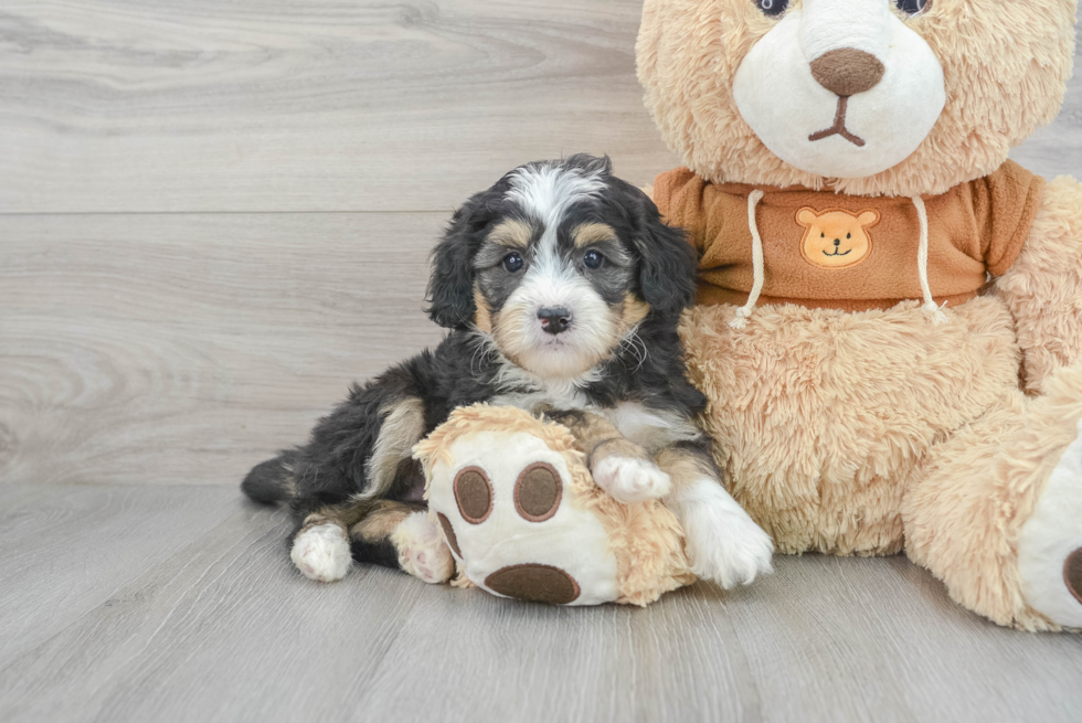 Hypoallergenic Mini Berniedoodle Poodle Mix Puppy