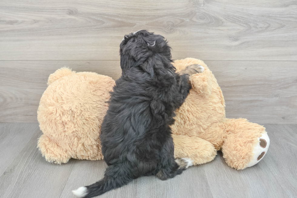 Playful Mini Berniedoodle Poodle Mix Puppy