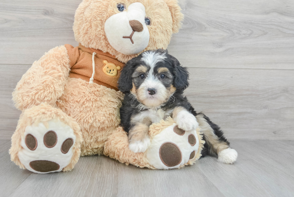 Energetic Bernadoodle Poodle Mix Puppy