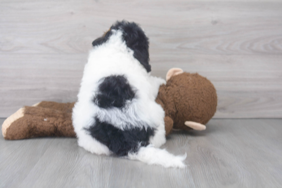 Cute Bernadoodle Poodle Mix Puppy