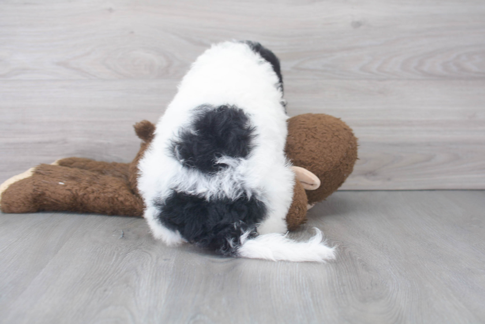 Cute Mini Bernedoodle Baby