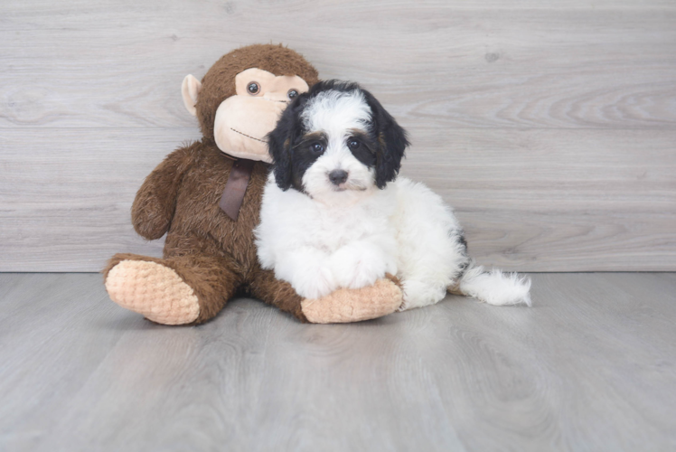 Best Mini Bernedoodle Baby