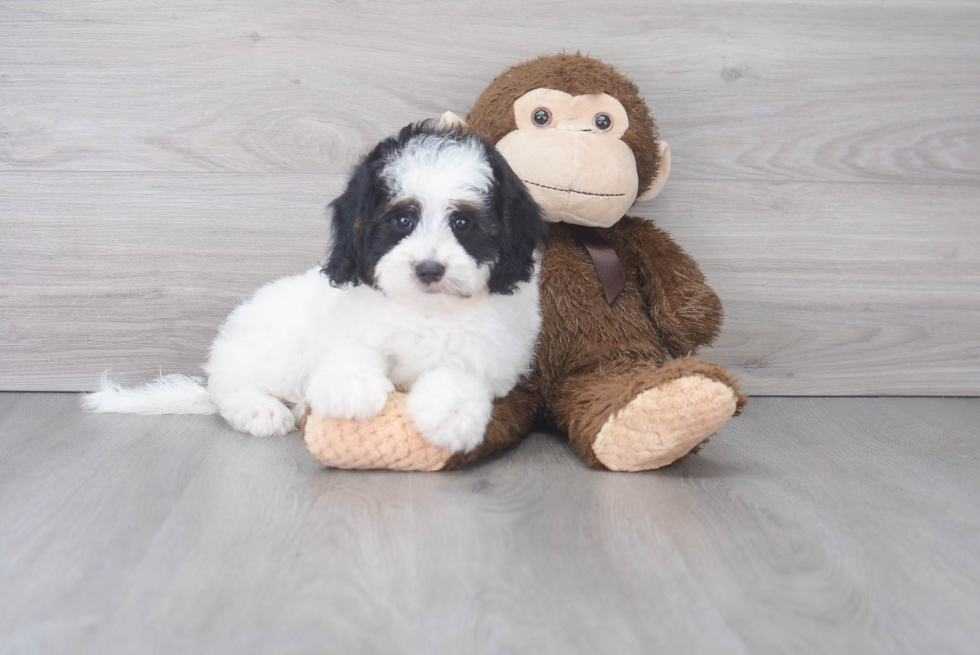 Cute Mini Bernedoodle Poodle Mix Pup