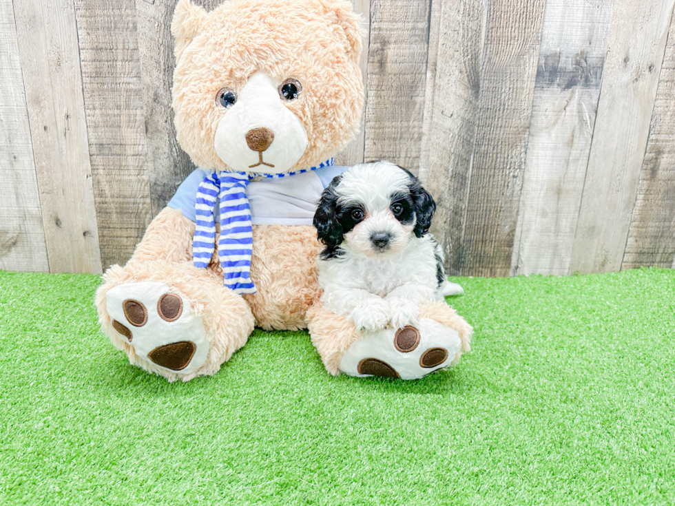 Best Mini Bernedoodle Baby