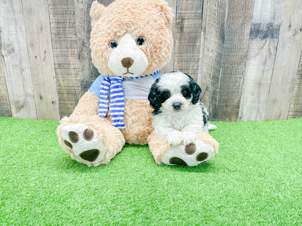 Mini Bernedoodle Pup Being Cute