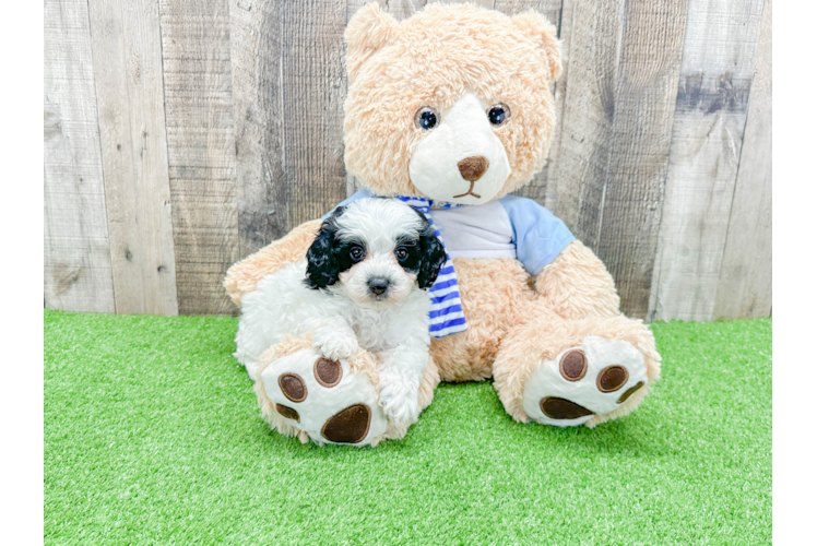 Sweet Mini Bernedoodle Baby