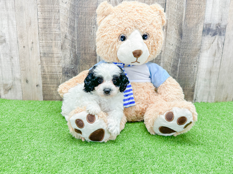 Sweet Mini Bernedoodle Baby