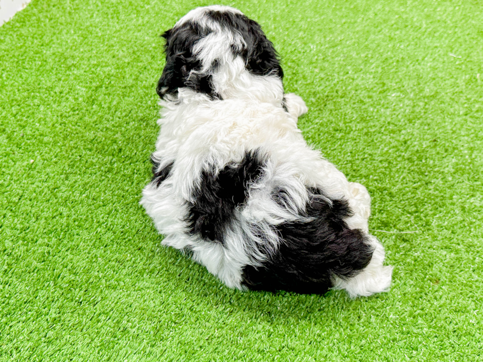 Mini Bernedoodle Puppy for Adoption