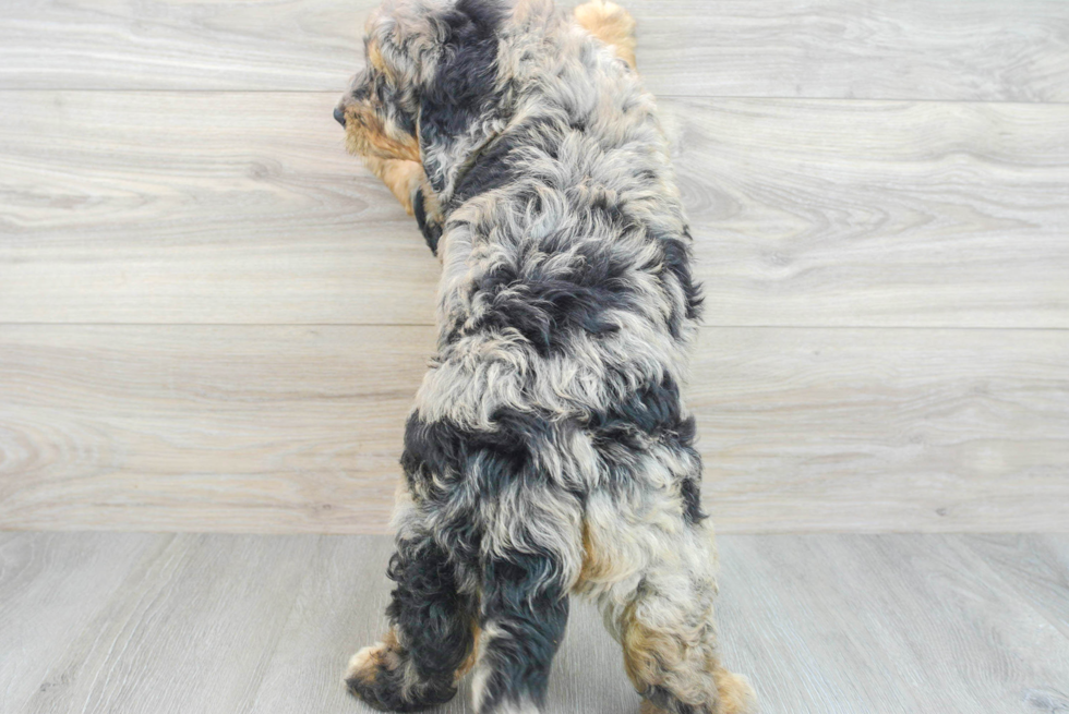 Funny Mini Bernedoodle Poodle Mix Pup